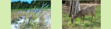 Wildlife Pictures